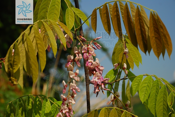  p>厚果崖豆藤(学名: i>millettia&nbsp;pachycarpa /i>&nbsp