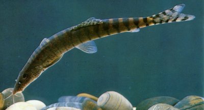  p>点面副沙鳅,学名: i>parabotia maculosus /i> (h. w.