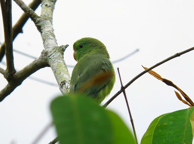  p>眼镜鹦哥(学名:forpus conspicillatus)是一种小鹦鹉,体羽主要是