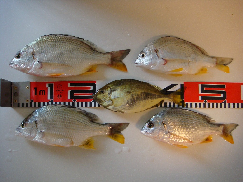  p>黄鲷是 a href="#" data-lemmaid="7626232">鲷科 /a>的一种可食用