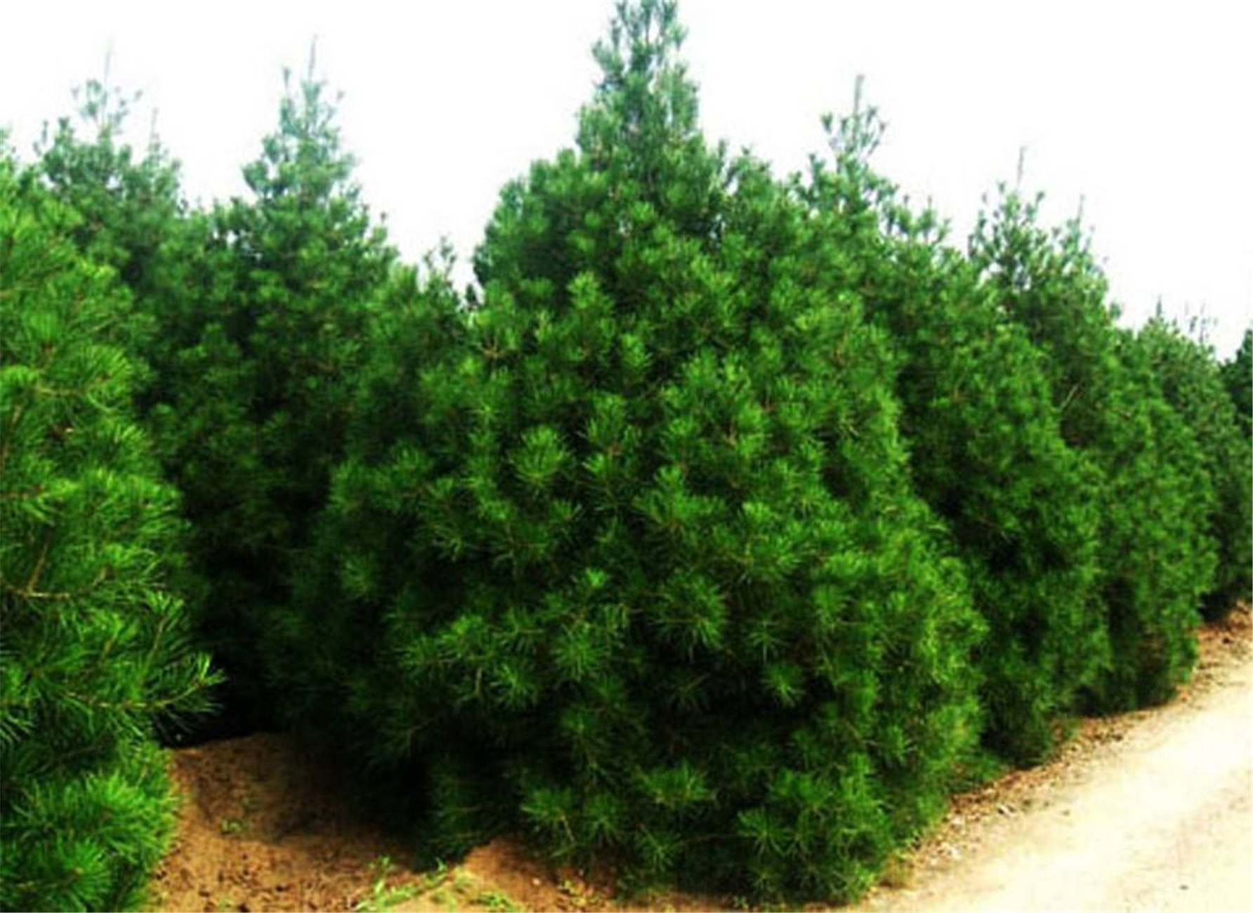  p>白皮松(学名: i>pinus bungeana /i> zucc.