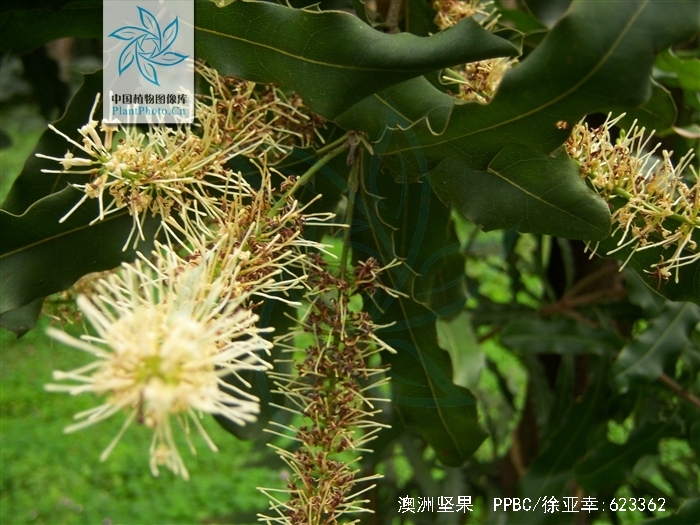 macadamia ternifolia f. muell.