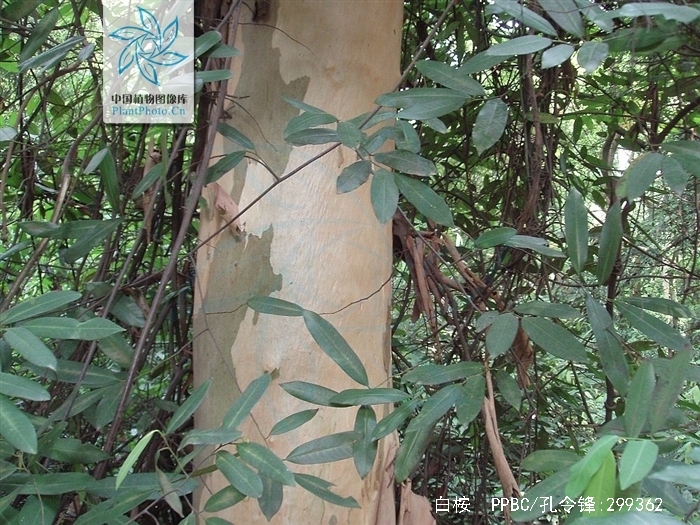  p>白桉( i>eucalyptus alba /i> reinw.