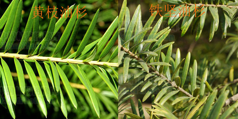 黄枝油杉