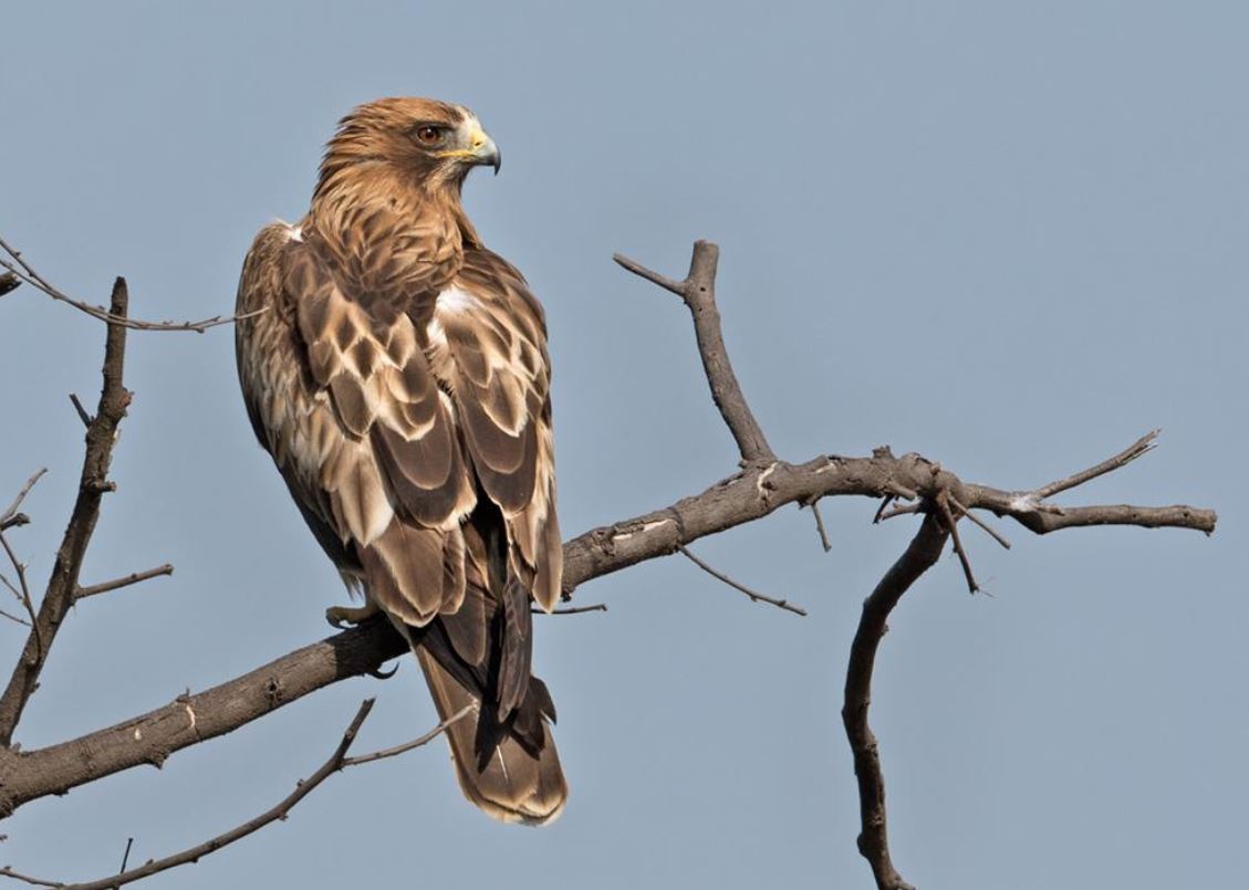  p>靴隼雕(学名: i>hieraaetus pennatus /i>):是鸟纲,鹰科的中型鹰类