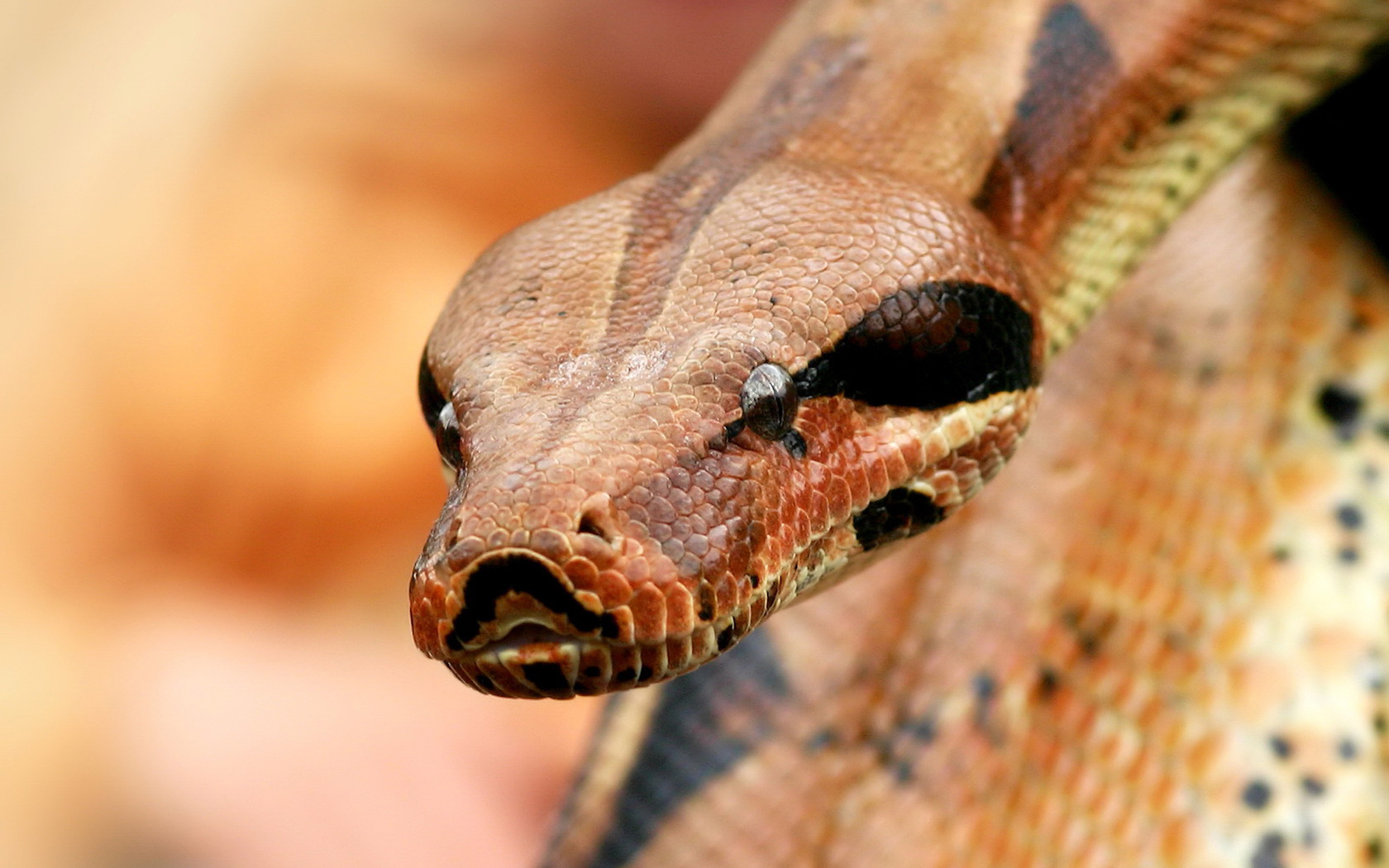 p>蟒蛇(学名: i>python bivittatus /i>)是蟒科,蟒属大型爬行动物.