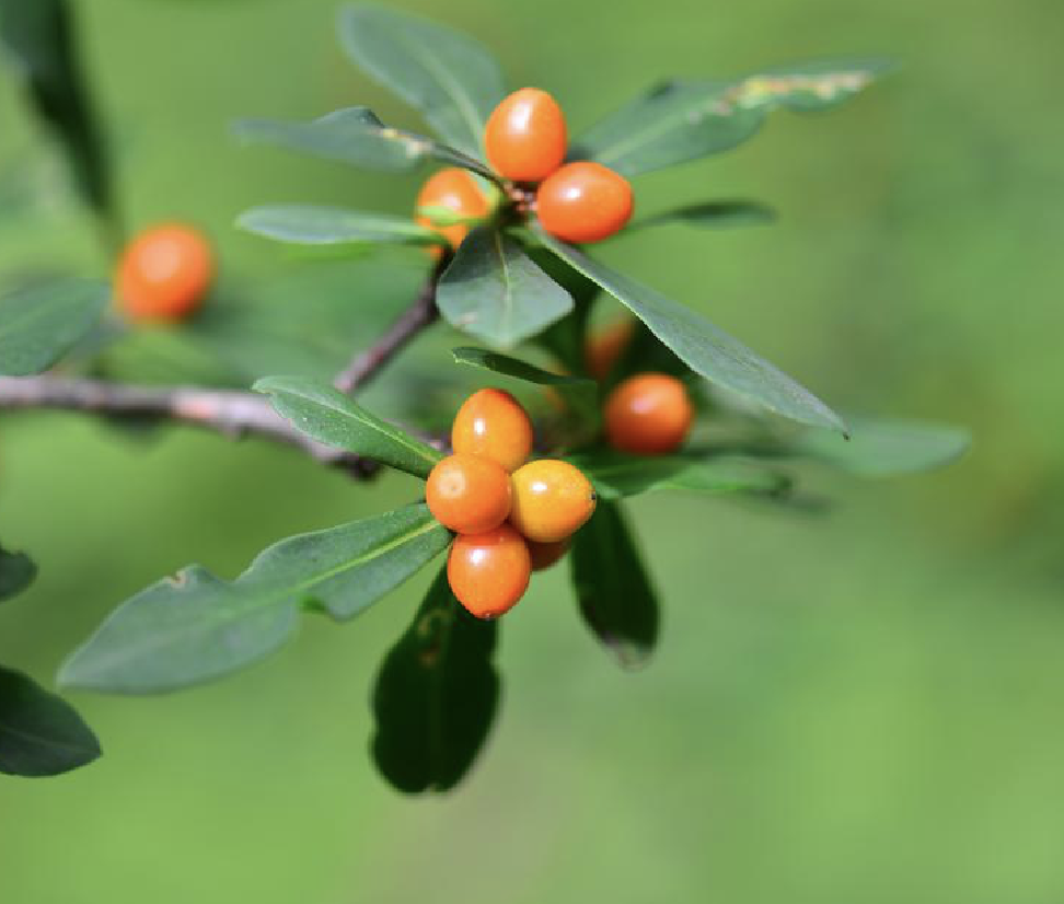  p>黄瑞香(学名: i>daphne giraldii /i>  nitsche)是瑞香科瑞香属