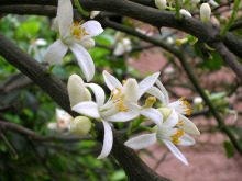 柚子花 百度百科