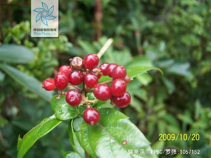  p>臭荚蒾(学名: i>viburnum foetidum /i> wall.