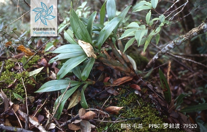  p>粗茎毛兰(学名: i>eria amica /i>  rchb. f.