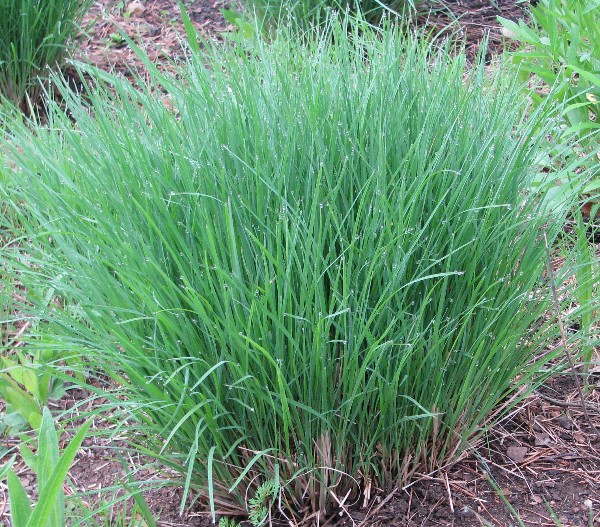 andropogon yunnanensis hack