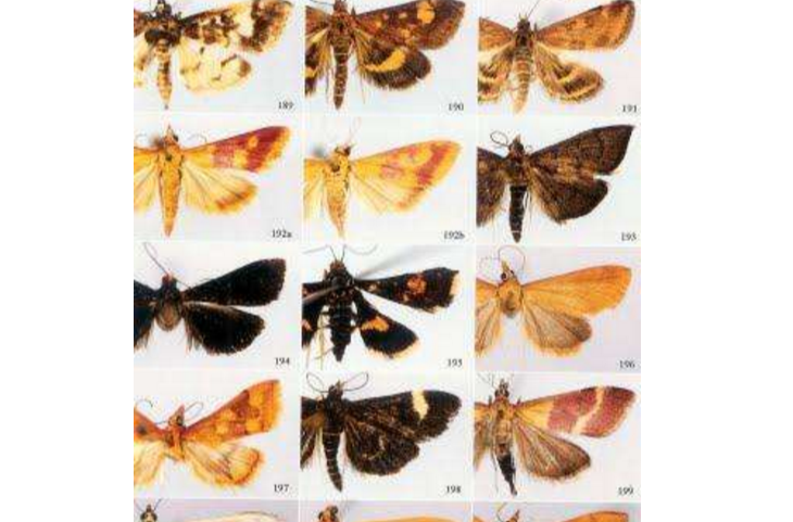 河南昆虫志鳞翅目螟蛾总科 (2009)