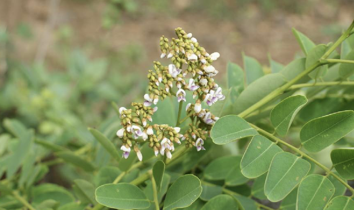  p>秧青(学名: i>dalbergia assamica /i> benth.