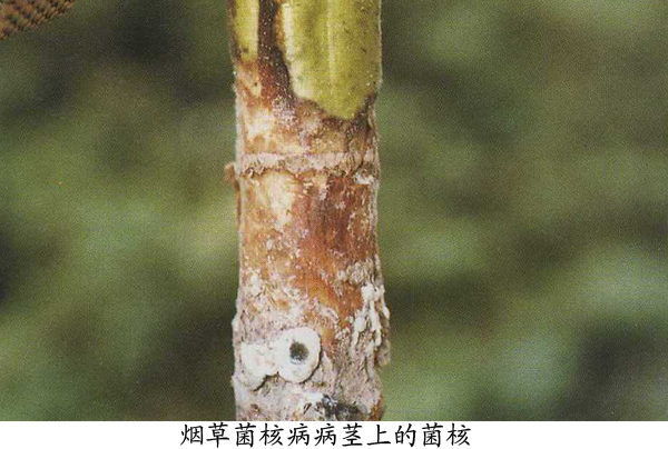 烟草菌核病