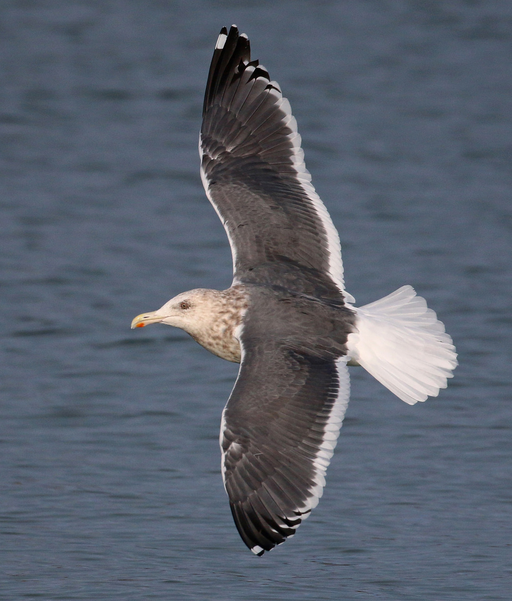  p>灰背鸥(学名: i>larus schistisagus /i>)大型水鸟,体长62~69厘米.