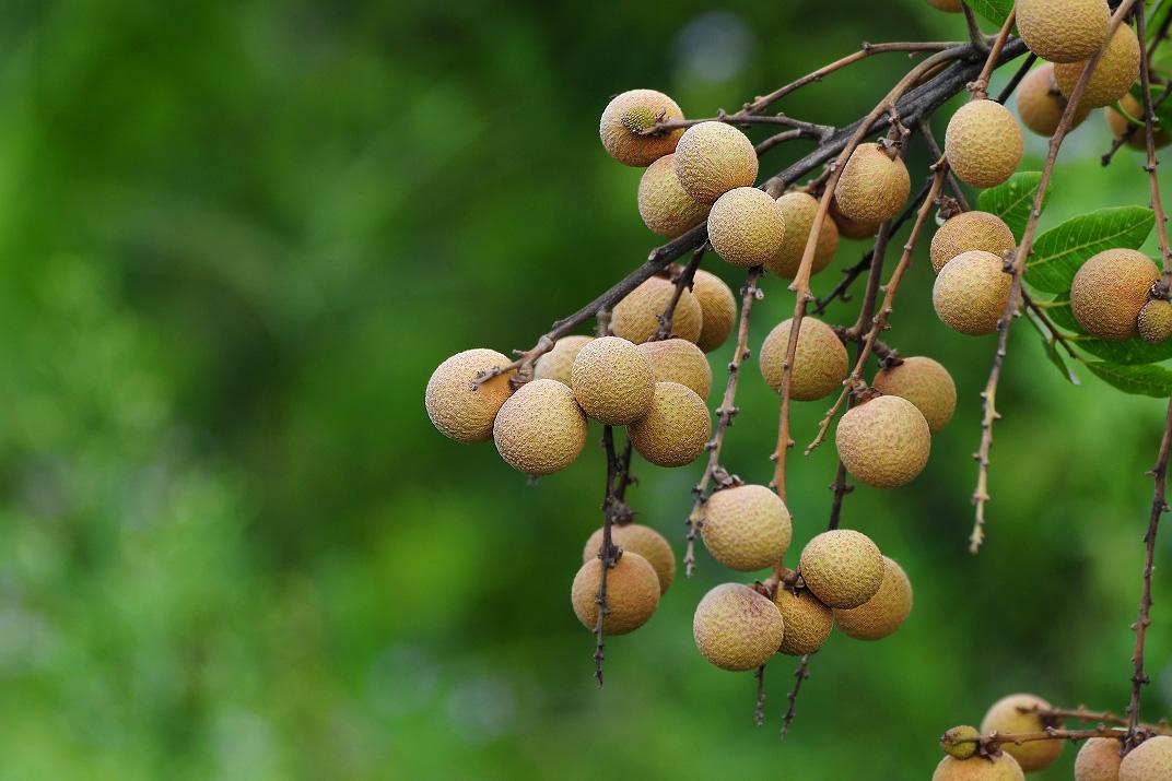 是无患子科龙眼属植物.