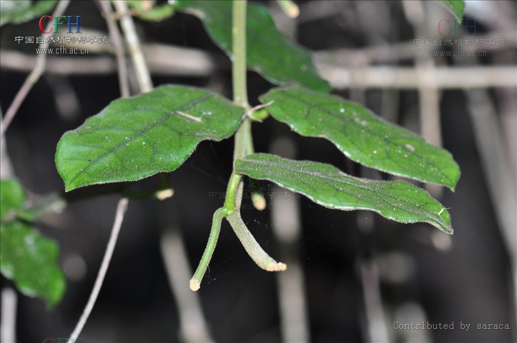  p>毛球兰(拉丁学名: i>hoya villosa /i> cost.