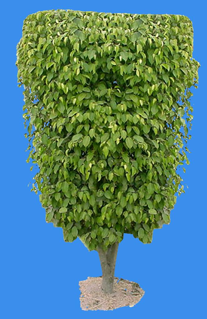 ficus benjamina linn.