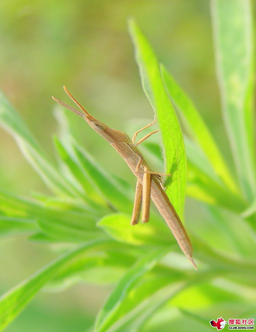  p>蝗科 acrididae 属于昆虫纲,直翅目,蝗总科的一种,俗称蝗虫或蚂蚱.