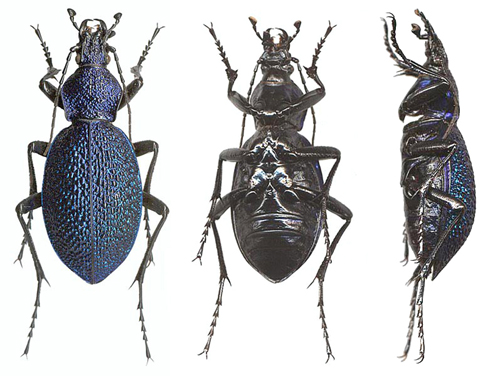  p>毛婪步甲(harpalus griseus)是步甲科昆虫的1种.