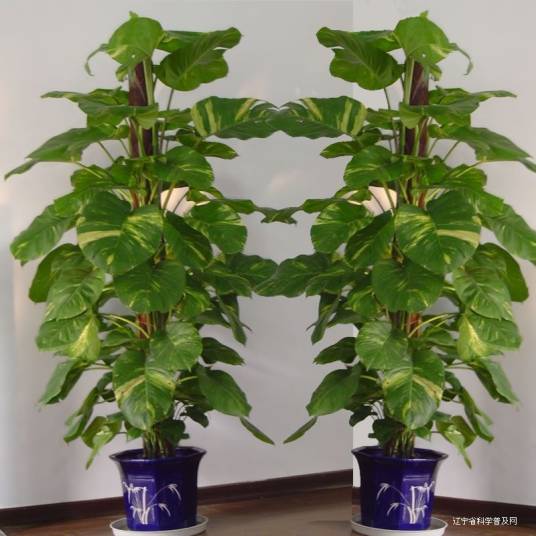 花生树_百度百科