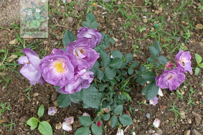 rosa chinensis var. semperflorens