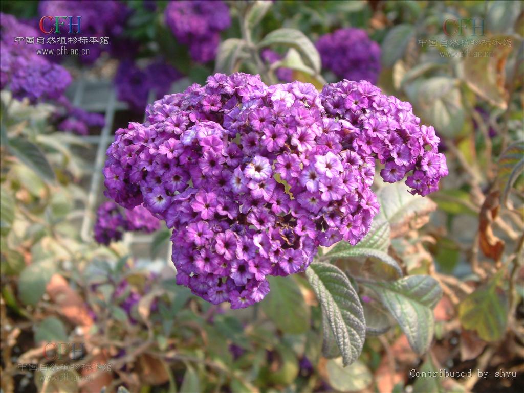 一年生或 a href="#" data-lemmaid="3514470">多年生草本 /a>,稀为