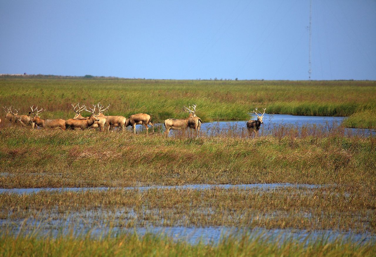  p> a target="_blank" href="/item/江苏大丰麋鹿国家级自然保护区