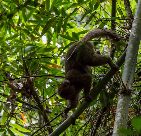  p>阔鼻驯狐猴(学名: i>hapalemur simus /i>):是驯狐猴属体型最大的