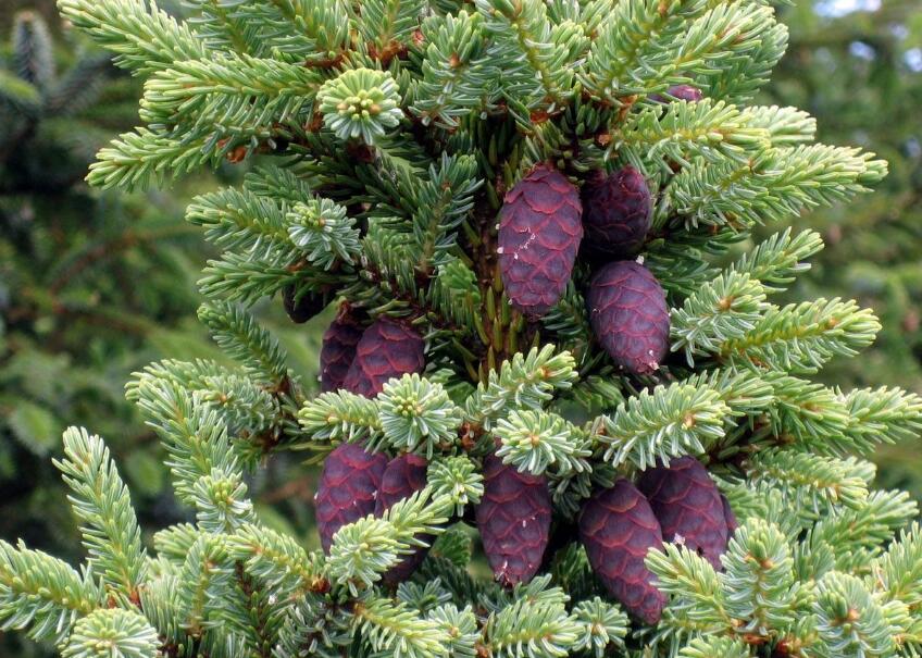 是松科云杉属植物,乔木,高达50米,胸径达2.