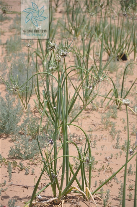  p>红葱属(学名:eieutherine herb.
