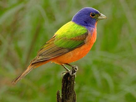  p>丽彩鹀是生活在北美的一种歌鸟, a href="#" data-lemmaid="28736"