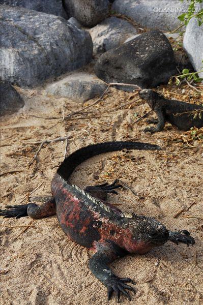  p>海鬣蜥(学名: i>amblyrhynchus cristatus /i