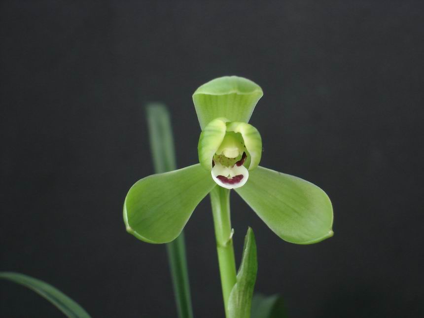  p data-id="gnwq78cdsu">绿英是兰花的一种.