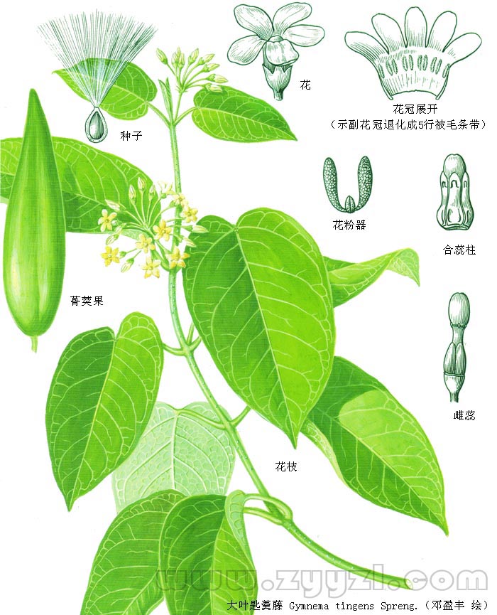  p>云南匙羹藤,为 a data-lemmaid="229183">双子叶植物纲 /a>, a