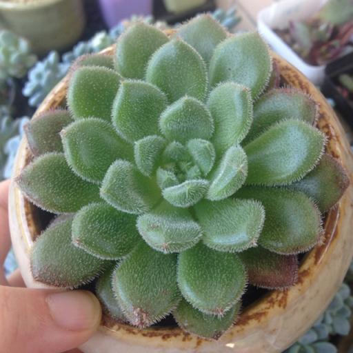  p data-id="gnas79xzet">卡罗尔是景天科拟石莲属多肉植物. /p>