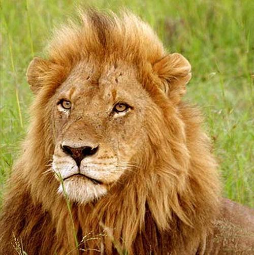 图3 老二瑞斯塔图4 老三漂亮坏男孩联盟成员老二老三:老二和老三是一