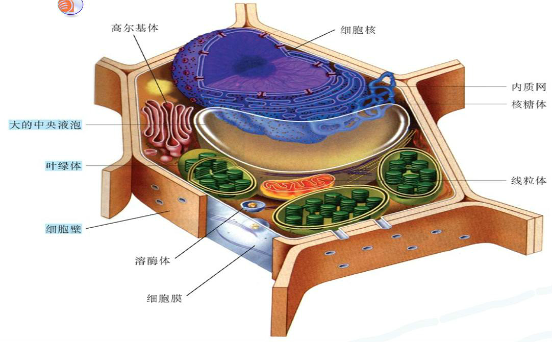  p>真核细胞 eukaryotic cell 指含有真核(被核膜包围的核)的细胞.