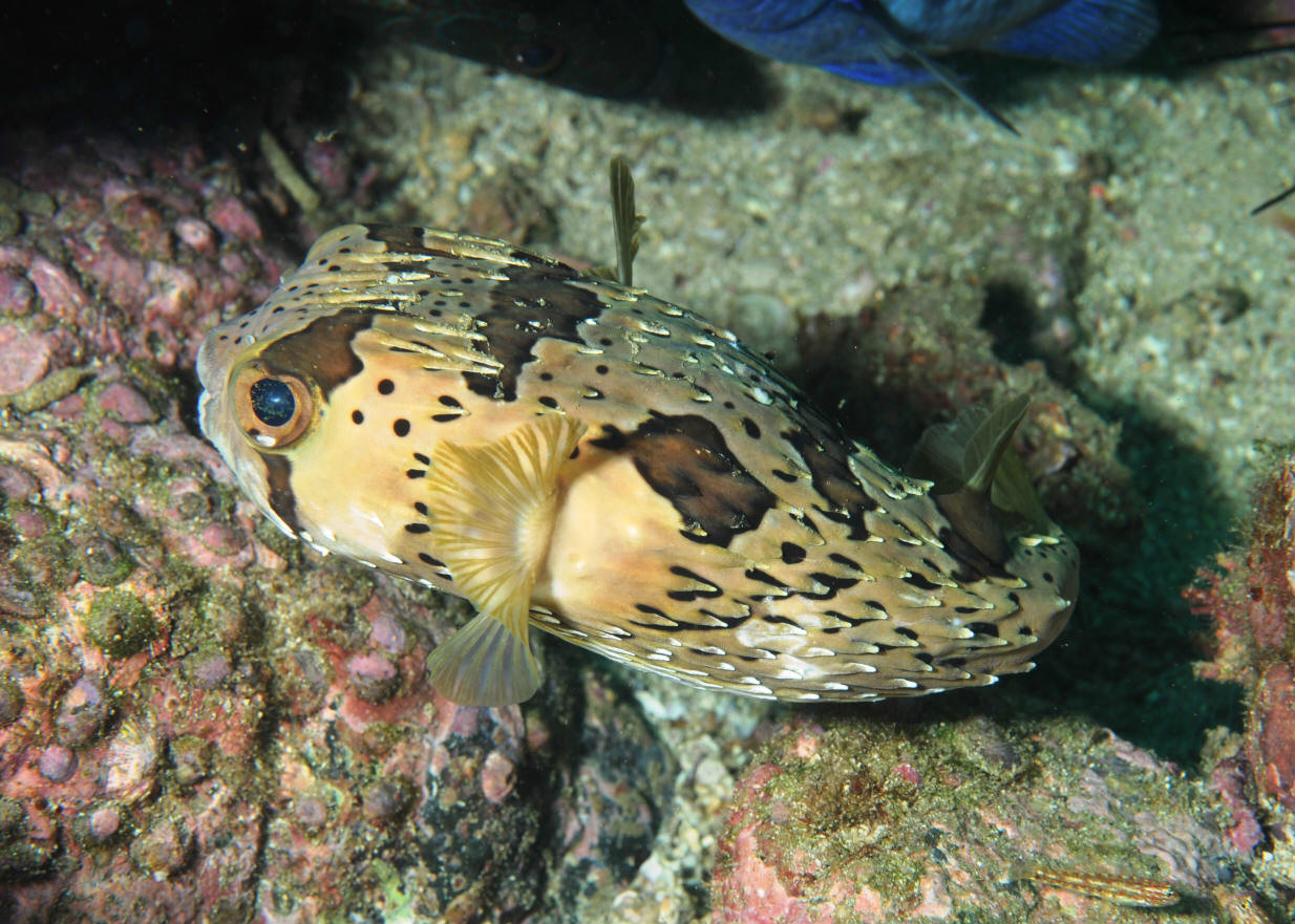 刺鲀(diodontidae;porcupinefishes),硬骨鱼纲, a target=" blank"