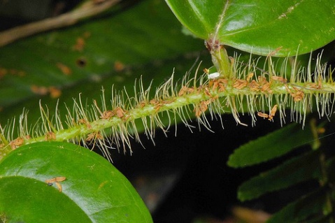  p>台湾菝葜,又名马甲菝葜,台湾土茯苓,为百合科菝契属下的一个种.