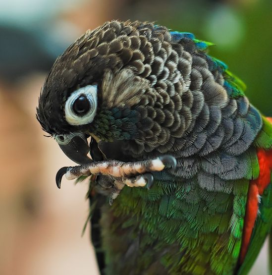  p>绯红腹锥尾鹦鹉(学名:pyrrhura perlata)是典型的 a href="#">攀禽