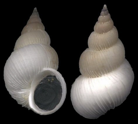  p>雪普曼氏海蛳螺是一种中腹足目,海蛳螺科贝类动物,雪普曼氏海蛳螺