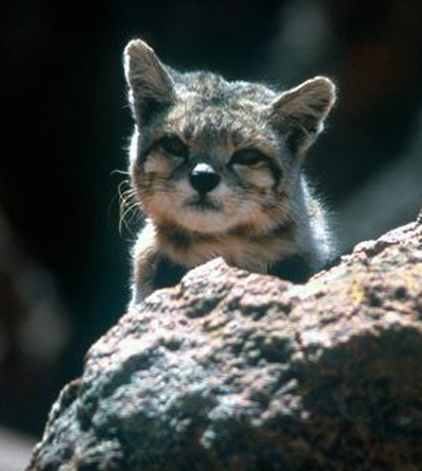  p>安第斯山虎猫(学名: i>leopardus jacobita /i>):又名南美山猫或 a