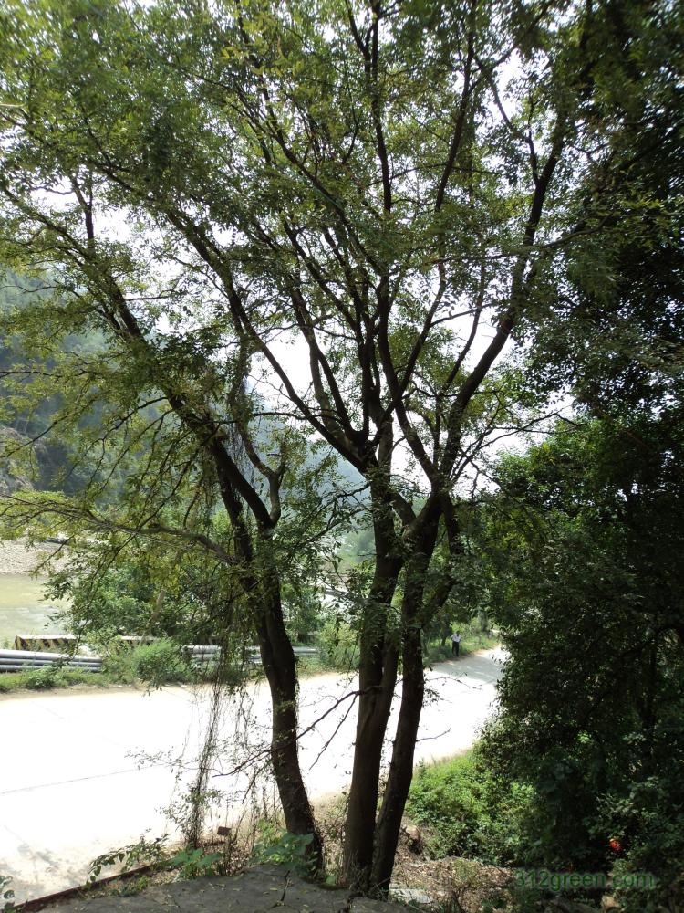  p>榔榆(拉丁学名: i>ulmus parvifolia jacq /i>)别称:小叶榆.