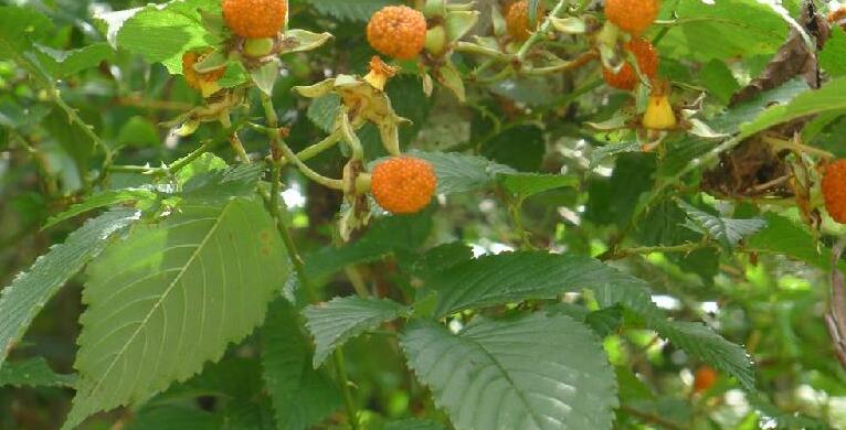  p>小柱悬钩子(学名: b>rubus /b>  b>columellaris /b> tutcher)是