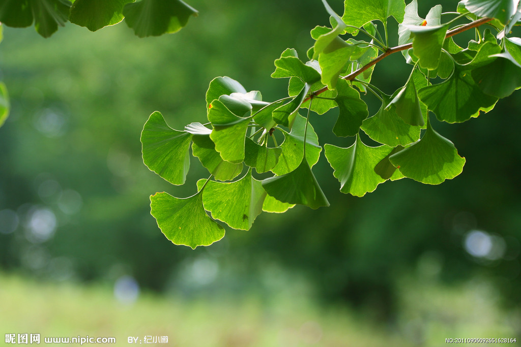  p>银杏纲(拉丁文:ginkgopsida)是 a target="_blank" href="/item