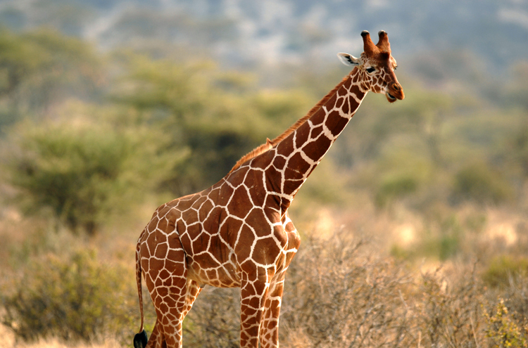  p>网纹长颈鹿(学名: i>giraffa camelopardalis reticulata) /i>又称