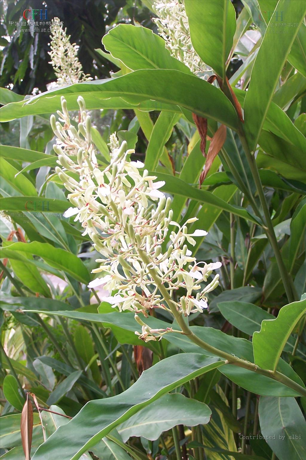 《中国药典》收载的草药,草药来源为姜科植物白豆蔻或爪哇白豆蔻的