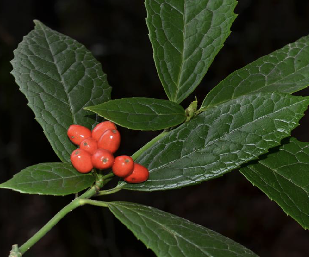  p> b>凹脉桃叶珊瑚 /b>(学名: i>aucuba cavinervis /i>)为 a href="