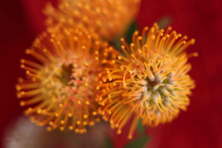 南非皇后帝王花